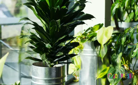 Dracaena Compacta Plant – Elegant Low Maintenance Indoor Plant for Home & Office
