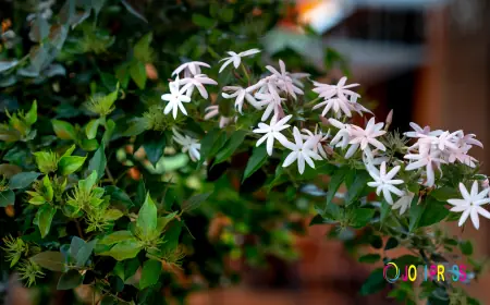 How to Grow Jasmine Murray Plant Indoors in Kuwait