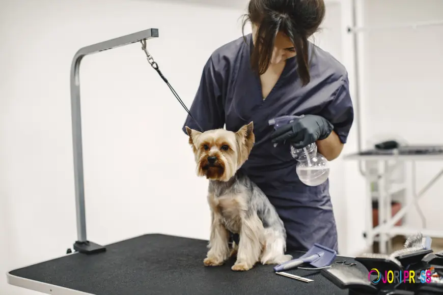 Chewbarka Grooming Sets a New Standard for Mobile Dog Grooming Fort Worth, TX Families Trust