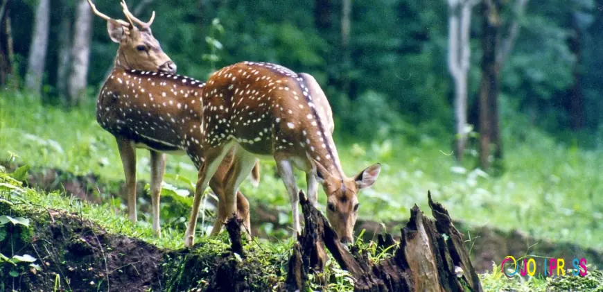 Chandigarh to Manali Tour Package – Perfect Himalayan Getaway from the City Beautiful