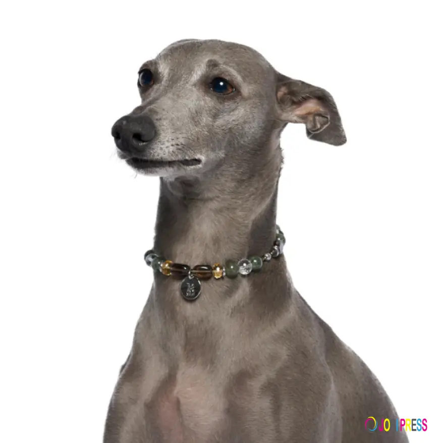 BONDIR Dog Charm Necklaces: Stylish Accessories with Personality