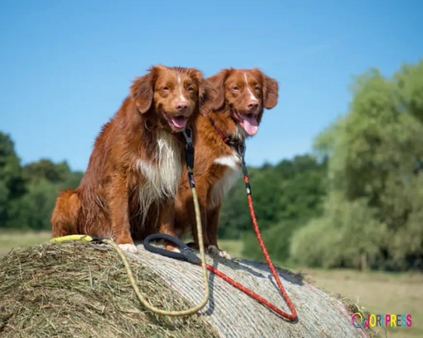 Why a Black Harness for Dogs Is the Perfect Blend of Style, Comfort, and Control
