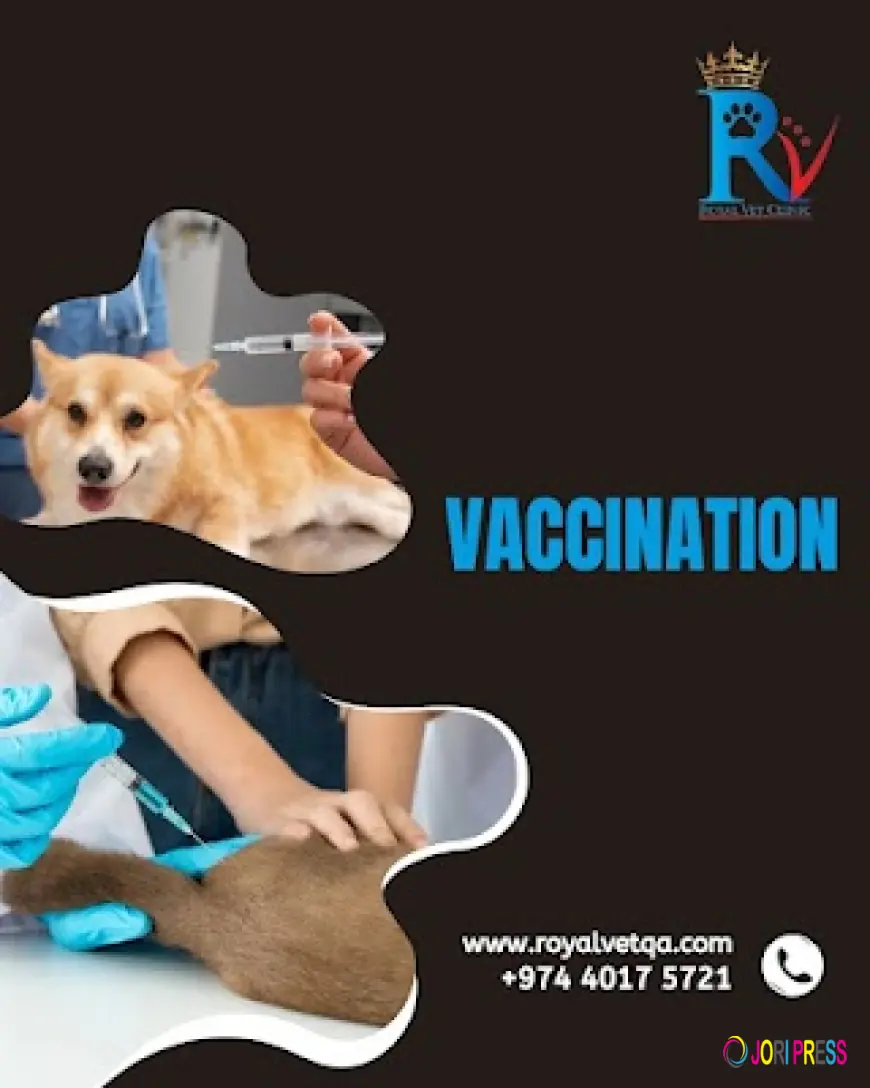 Safe and Reliable Cat and Dog Vaccinations in Doha, Qatar Made Available by Royal Vet Clinic