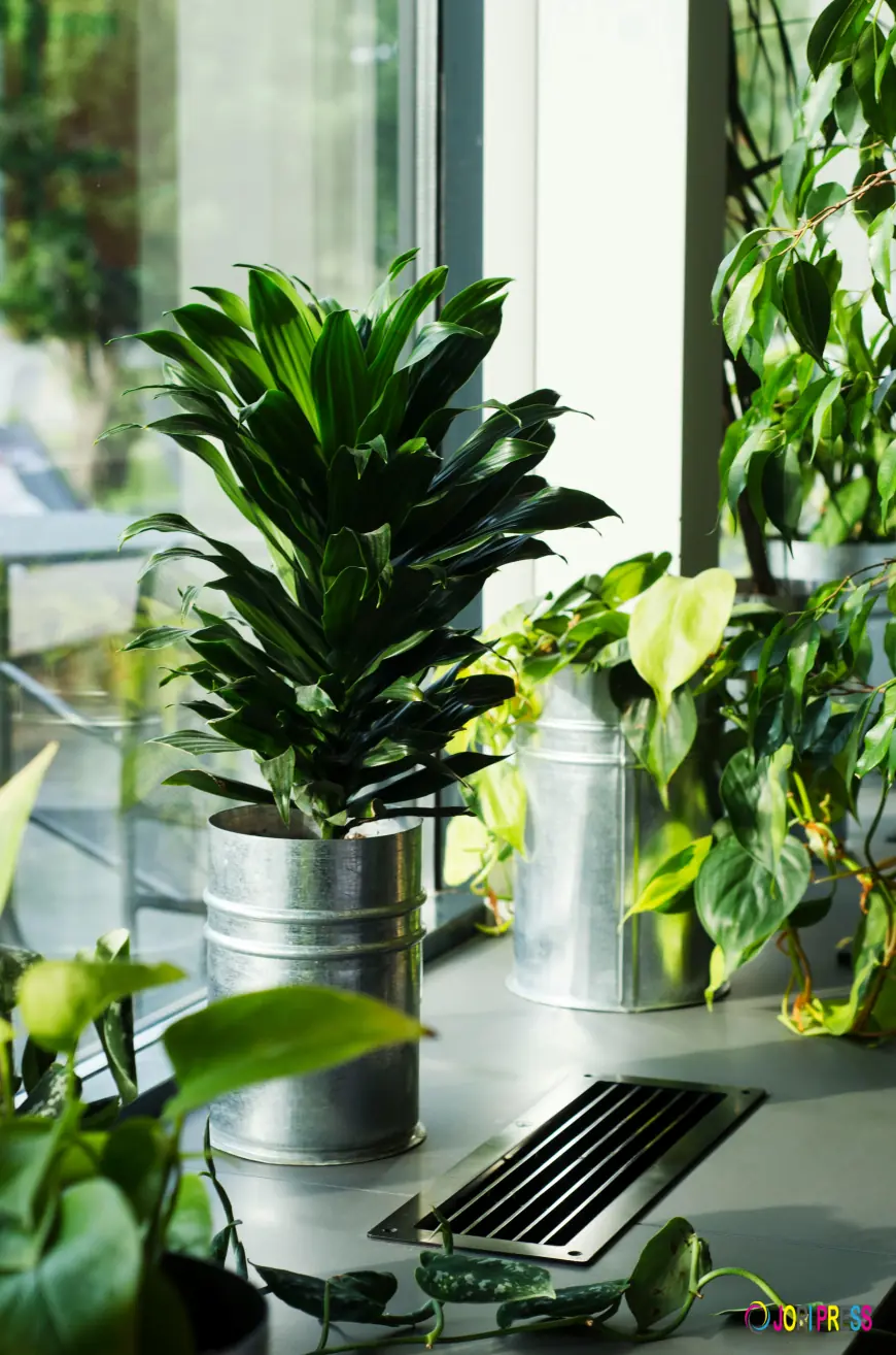 Dracaena Compacta Plant – Elegant Low Maintenance Indoor Plant for Home & Office