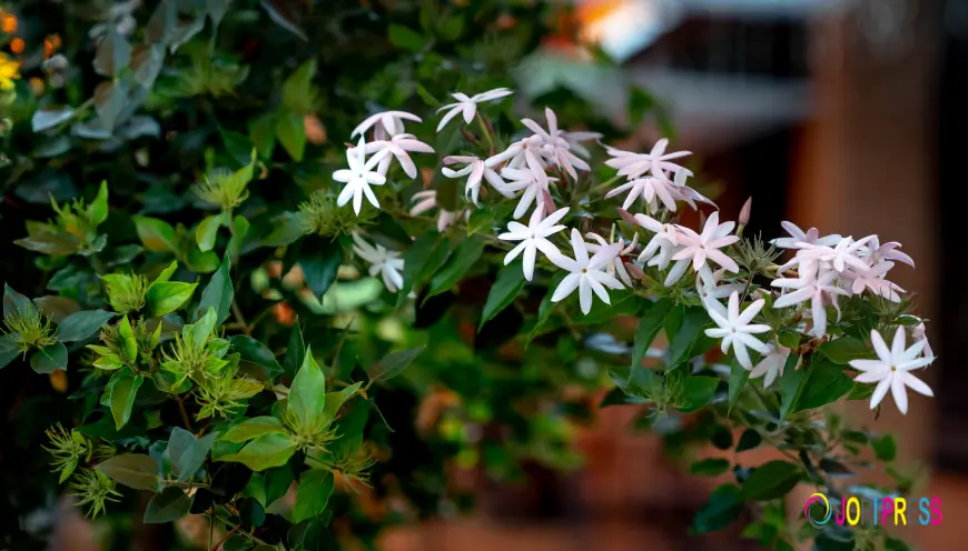 How to Grow Jasmine Murray Plant Indoors in Kuwait