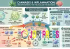 Cannabis and Inflammation: Understanding the Science and Consumer Interest