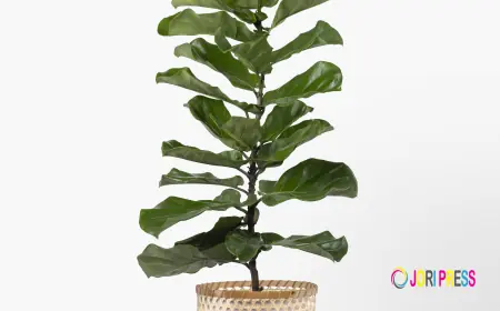 Ficus Lyrata 170cm: The Perfect Statement Plant for Modern Homes in Kuwait