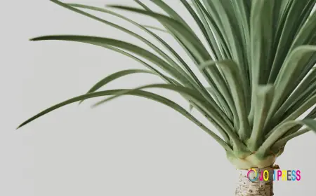 Dracaena Marginata 50cm: A Stylish and Low-Maintenance Indoor Plant for Every Home