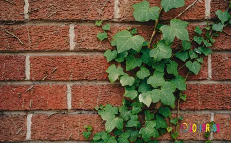 Hedera Helix (English Ivy) 10cm – A Beautiful Trailing Plant for Your Home