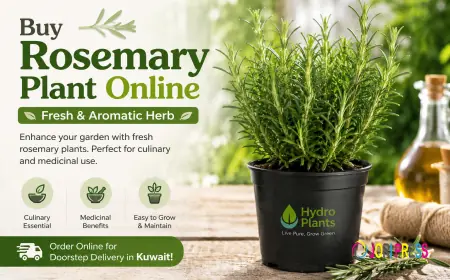 Buy Rosemary Plant Online – Fresh & Aromatic Herb for Your Home Garden