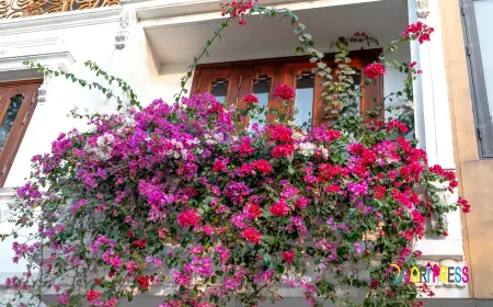 Buy Bougainvillea Plant Online in Kuwait – Add Vibrant Beauty to Your Outdoor Space