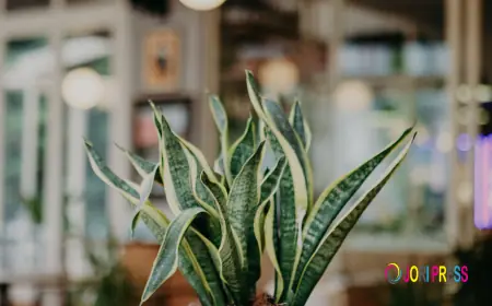 Sansevieria Futura Superba 35cm – The Perfect Indoor Plant from Hydro Plants in Kuwait