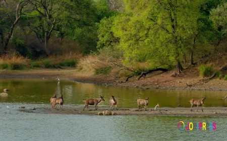 Nouabale Ndoki National Park Safari Guide: Wildlife, Nature, and Adventure