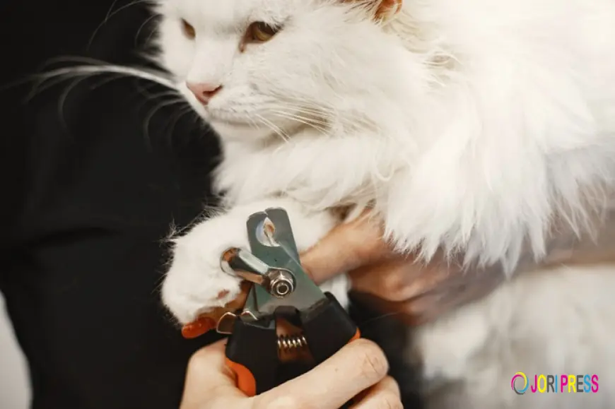 First Vet Brings Expert Veterinary Consultations to Pet Owners Everywhere