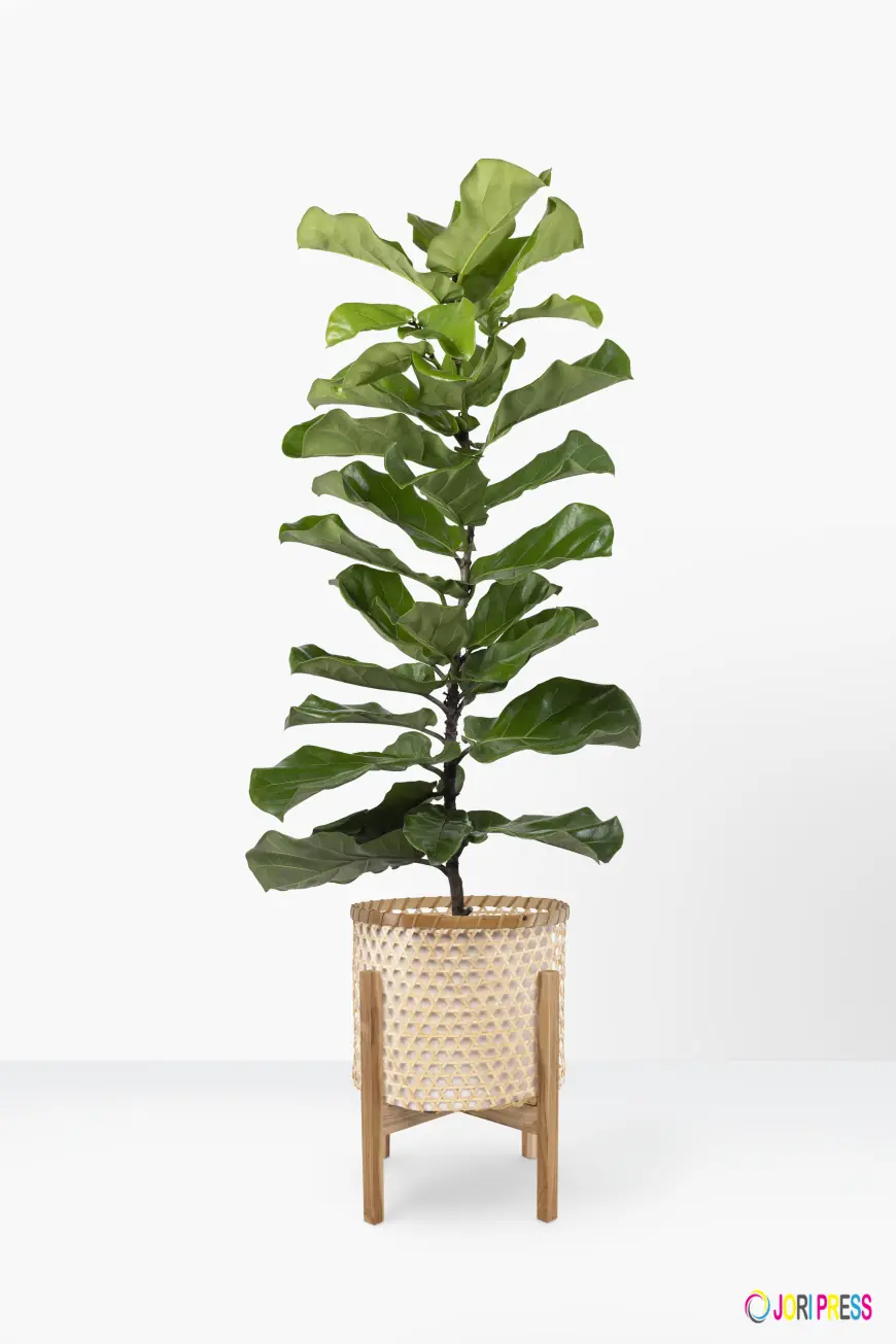 Ficus Lyrata 170cm: The Perfect Statement Plant for Modern Homes in Kuwait