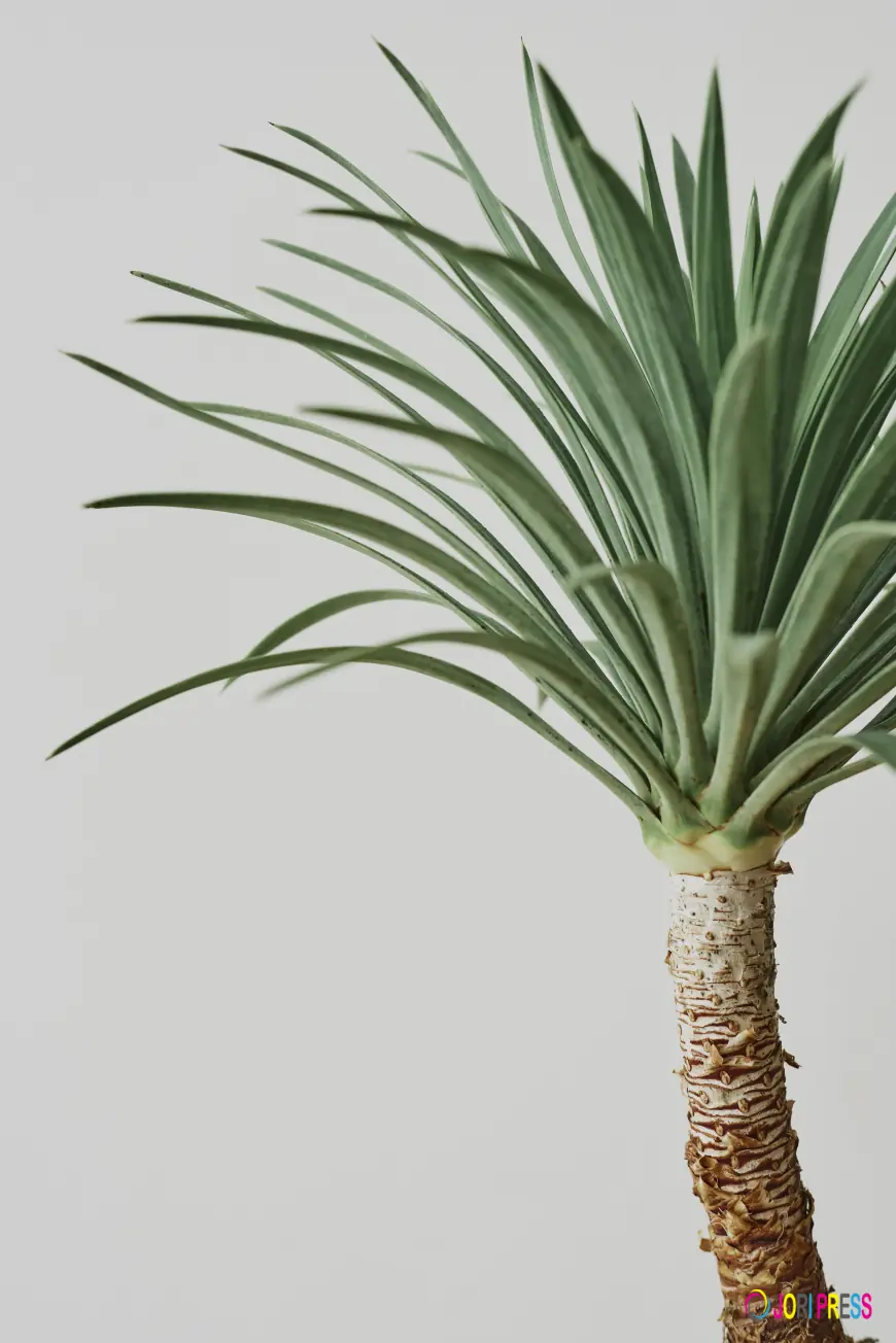 Dracaena Marginata 50cm: A Stylish and Low-Maintenance Indoor Plant for Every Home