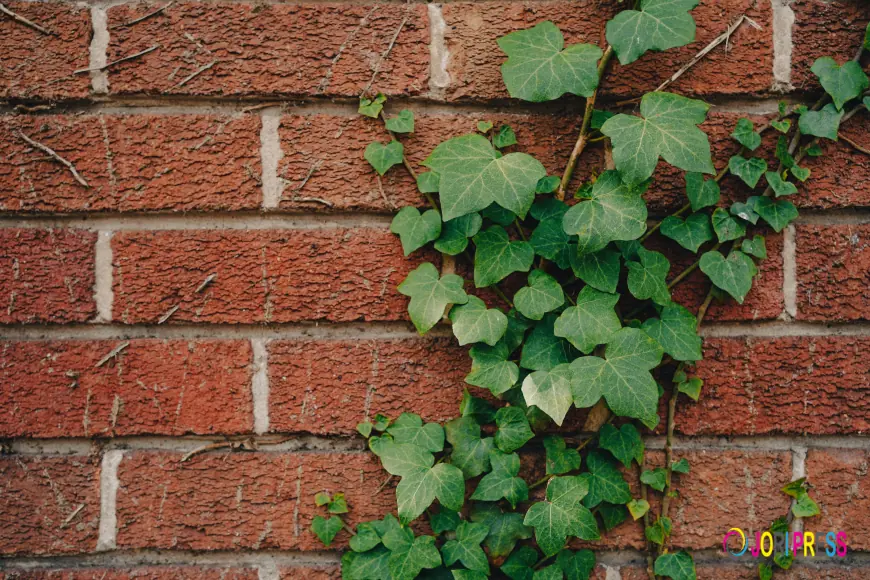 Hedera Helix (English Ivy) 10cm – A Beautiful Trailing Plant for Your Home
