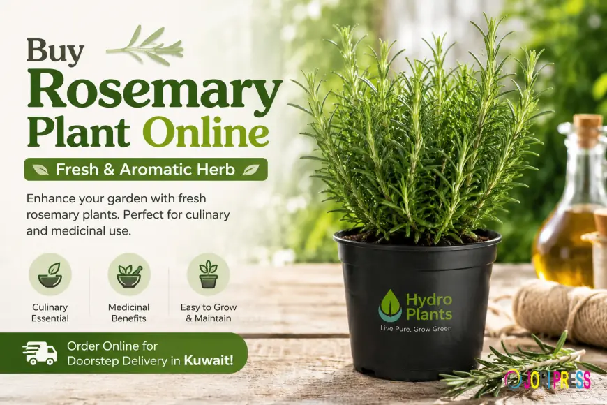 Buy Rosemary Plant Online – Fresh & Aromatic Herb for Your Home Garden