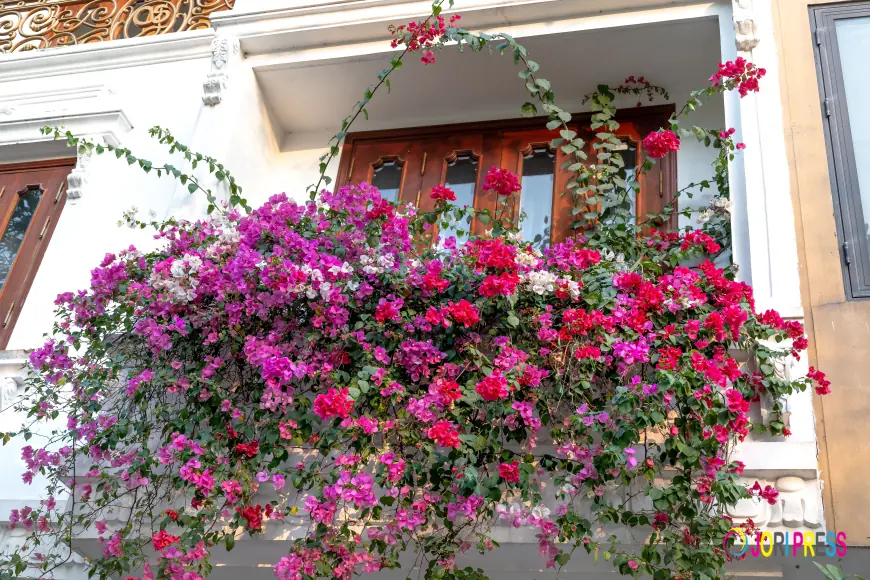 Buy Bougainvillea Plant Online in Kuwait – Add Vibrant Beauty to Your Outdoor Space