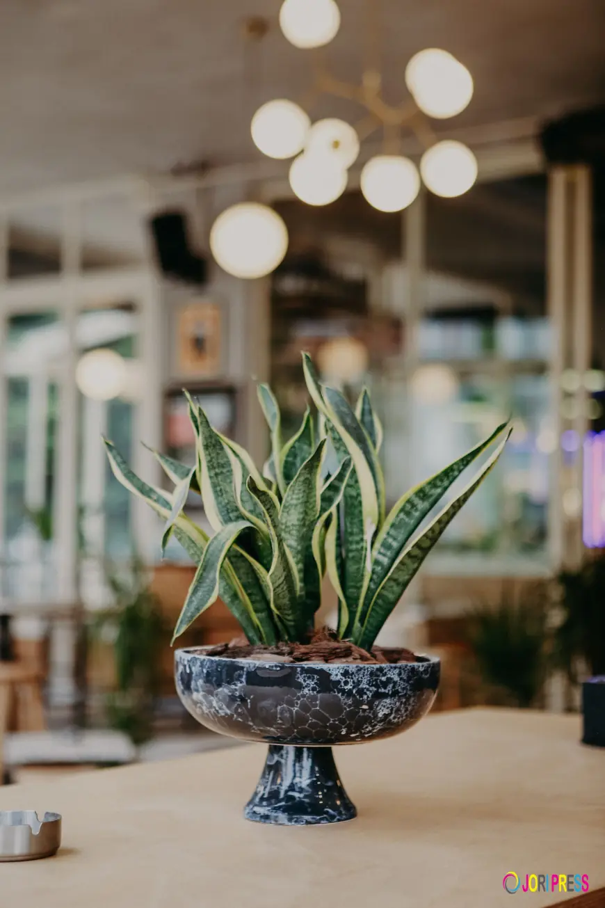 Sansevieria Futura Superba 35cm – The Perfect Indoor Plant from Hydro Plants in Kuwait