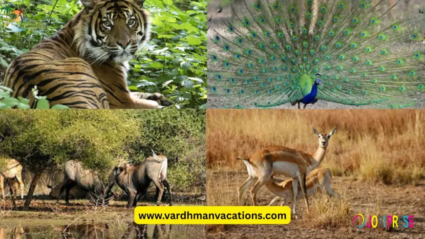 Should You Plan a Rajasthan Wildlife Tour This Summer 2026?