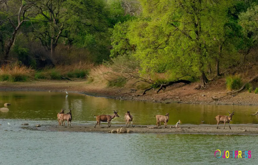 Nouabale Ndoki National Park Safari Guide: Wildlife, Nature, and Adventure