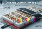 Cannabis Germination Tips: A Complete Guide to Successful Cannabis Germination