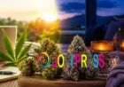 Hybrid Cannabis Fans Choose Vanilla Ice Cream Cake Strain