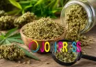 Can You Vape Cannabis Shake? Everything You Should Know