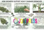 How Growers Support Heavy Cannabis Branches
