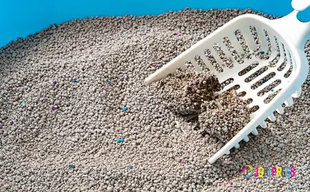 Cat Litter Market Top 5 Trends Shaping Innovation, Sustainability, and Consumer Preferences Worldwide