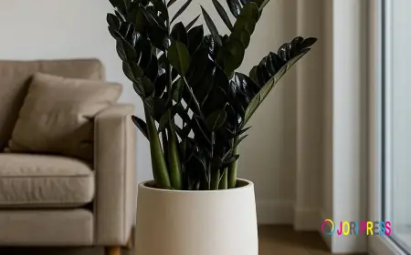 Zamioculcas (45cm) – Glossy, Low-Maintenance & Air-Purifying Indoor Plant