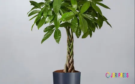 Buy Pachira Aquatica (Money Tree) 120CM Online in Kuwait