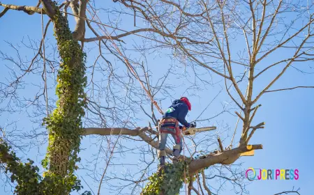 From Stump Removal to Storm Recovery: Complete Tree Services in Oxford, GA