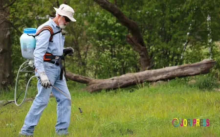 How to Choose the Right Weed Control Service in Vancouver
