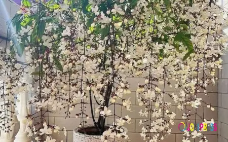 Jasmine Murraya Plant – Fragrant Evergreen Plant for Home & Garden