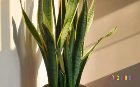 Sansevieria Futura Superba 35cm (Snake Plant) – A Stylish, Low-Maintenance Indoor Plant for Every Space
