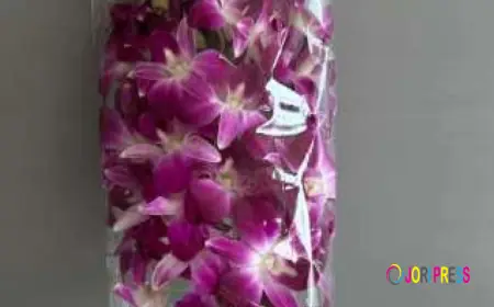 Fresh Orchid Leis and Purple Orchid Lei Celebrations Guide
