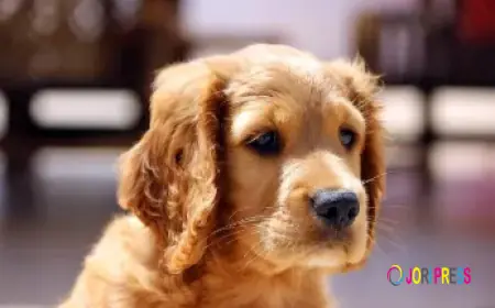 Top Protection Dog Breeds Available for Sale in Texas