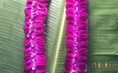 Hawaii Single Orchid Lei – Elegant Hawaiian Flower Leis by Lee Orchid