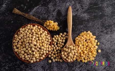 Top 10 Soyabeans Manufacturers in India for Bulk Supply