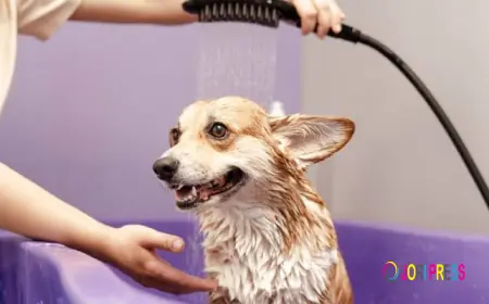 Bath and Brush vs Full Groom: What's the Difference and Which Does Your Dog Need?