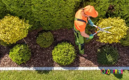 How Do Shrub Care Services Differ by Plant Species?