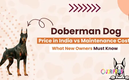 Planning to Buy a Doberman Check the Latest Dog Price in India 2026