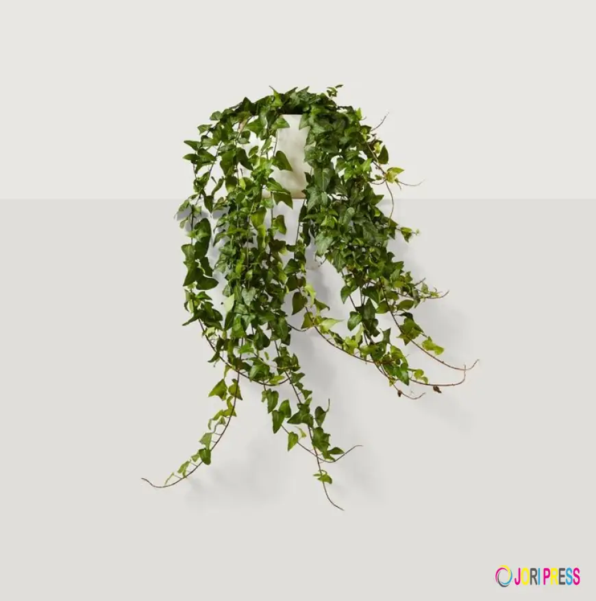 Hedera Helix (10cm) – Elegant Indoor English Ivy Plant from Hydro Plants Kuwait