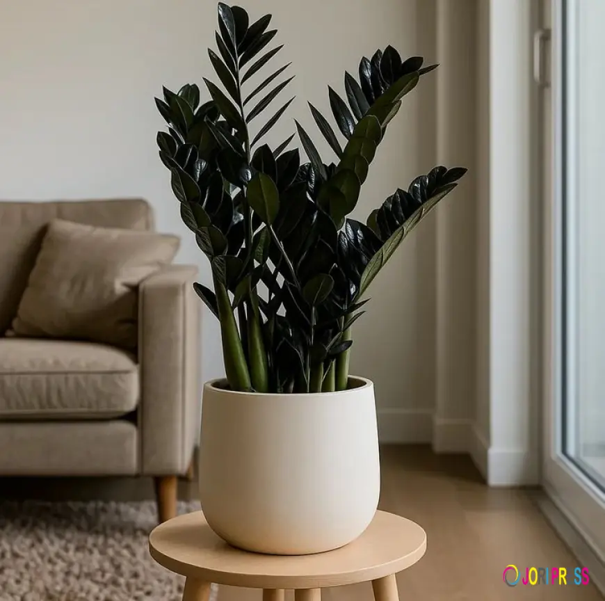 Zamioculcas (45cm) – Glossy, Low-Maintenance & Air-Purifying Indoor Plant