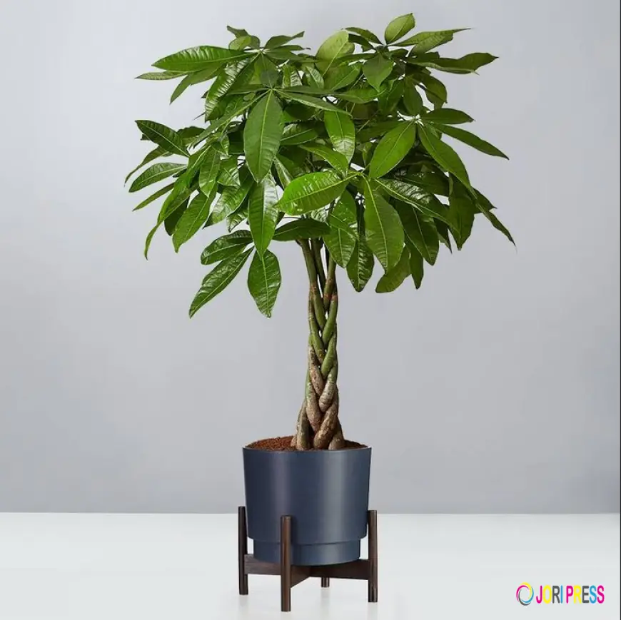 Buy Pachira Aquatica (Money Tree) 120CM Online in Kuwait