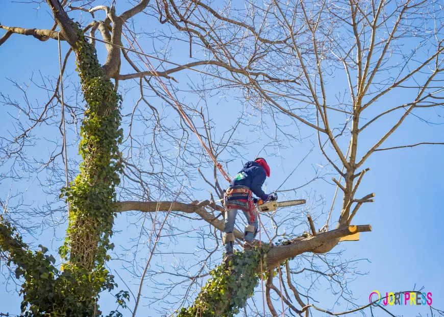 From Stump Removal to Storm Recovery: Complete Tree Services in Oxford, GA