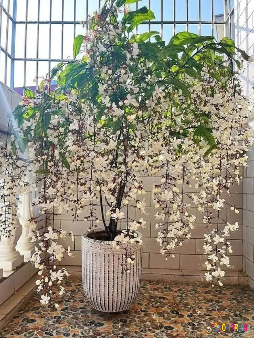 Jasmine Murraya Plant – Fragrant Evergreen Plant for Home & Garden
