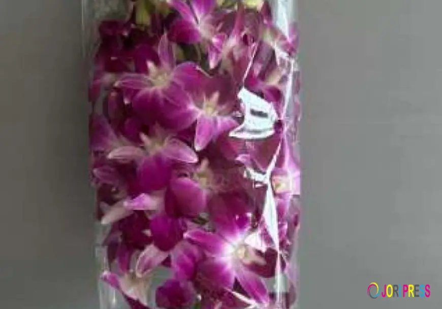Fresh Orchid Leis and Purple Orchid Lei Celebrations Guide